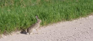 White tailed Jack Rabbit White tailed Jack Rabbit, Western Nebraska