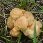 mushrooms mushrooms in Western Nebraska