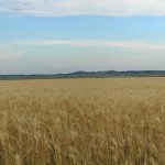 wheat field in Western Nebraska wheat field in Western Nebraska
