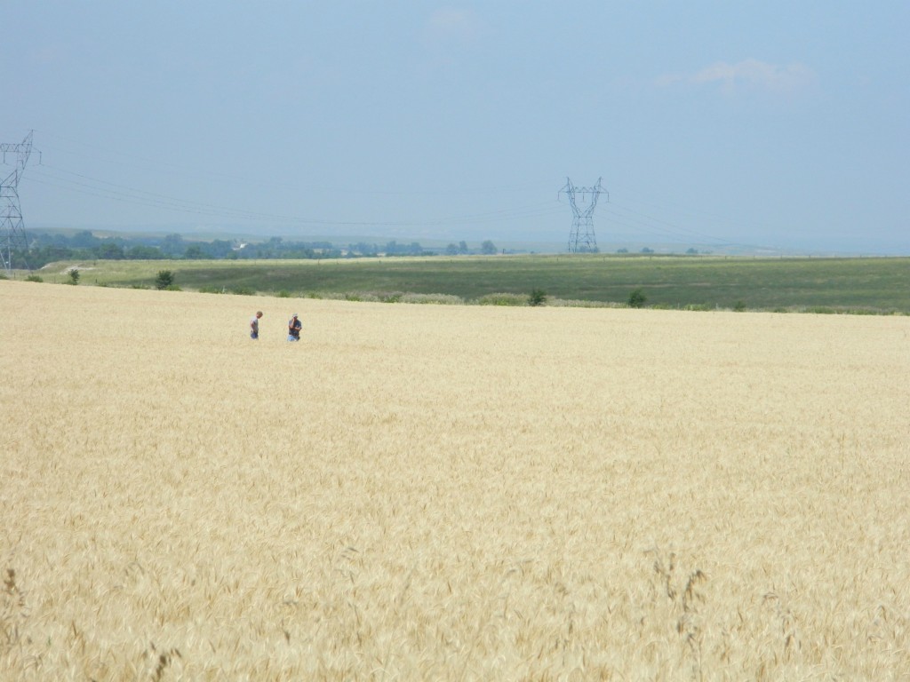 rippened wheat field in western nebraska