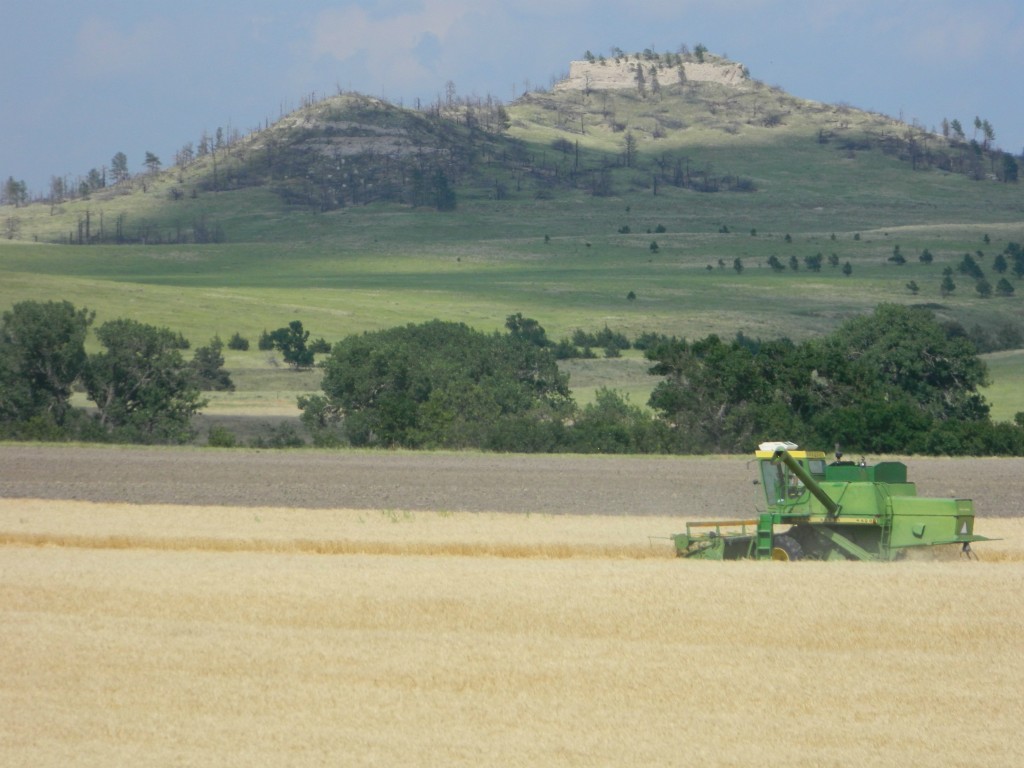 Wheat combined along the Pine Ridge