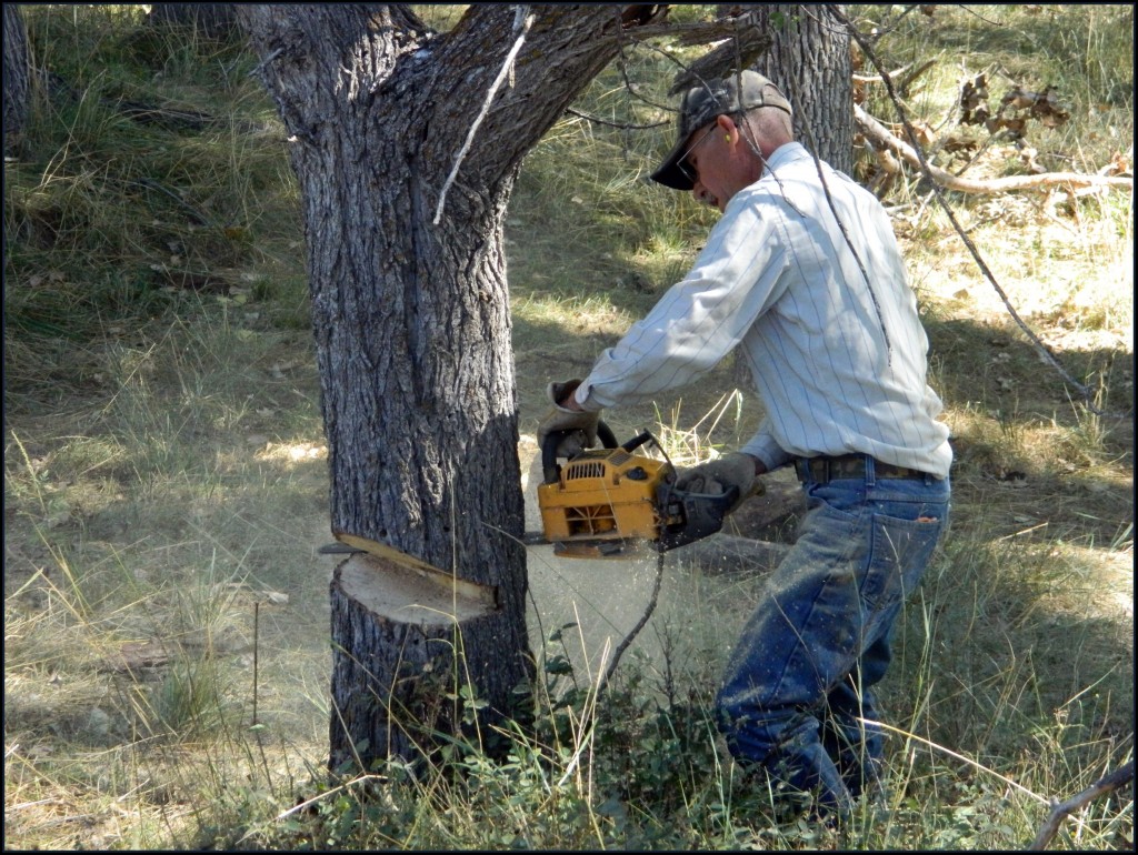 Cutting down dead ash tree Cutting dead ash tree