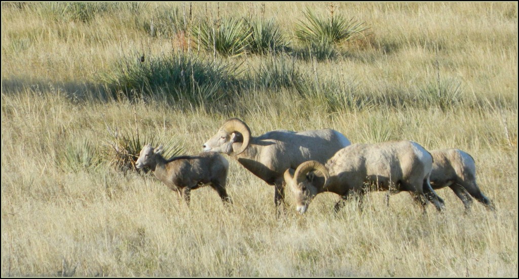 Rocky Mountain Bighorn Sheep rams 