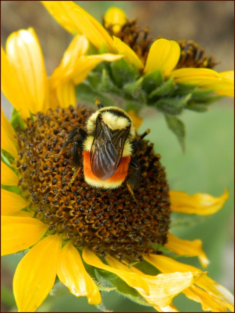 Bumble Bee and Sunflower Bumble Bee and Sunflower