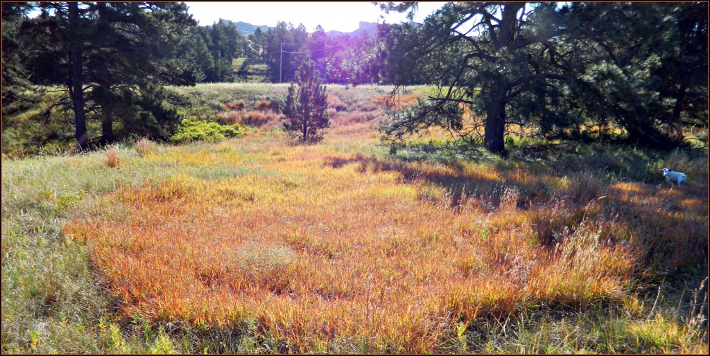 Oct short prairie grasses