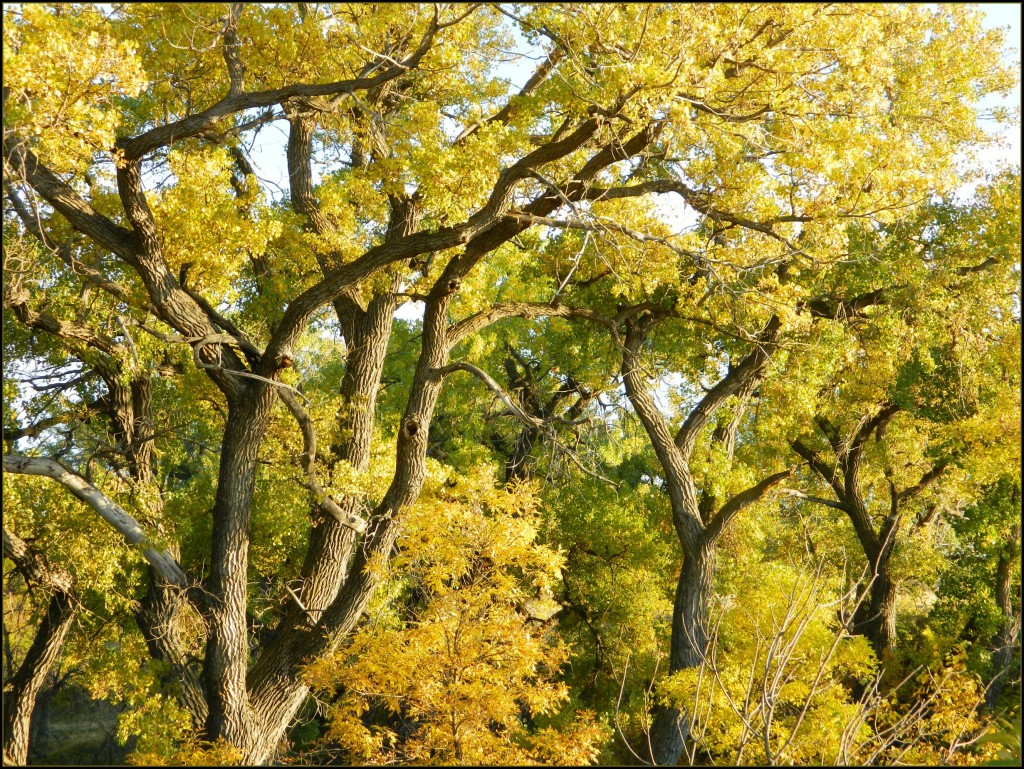 Autumn leaves Cottonwood trees in autumn