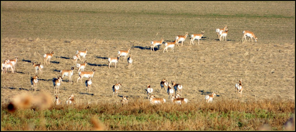 American Pronghorn in Western Nebraska