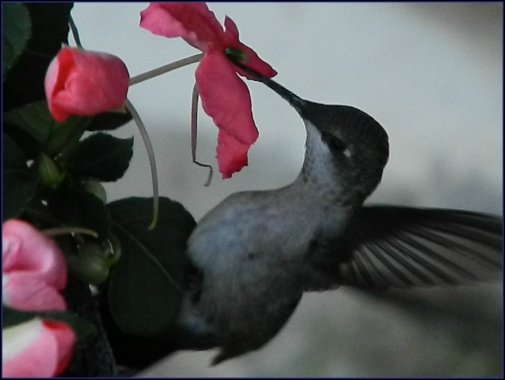 Hummingbird Hummingbird