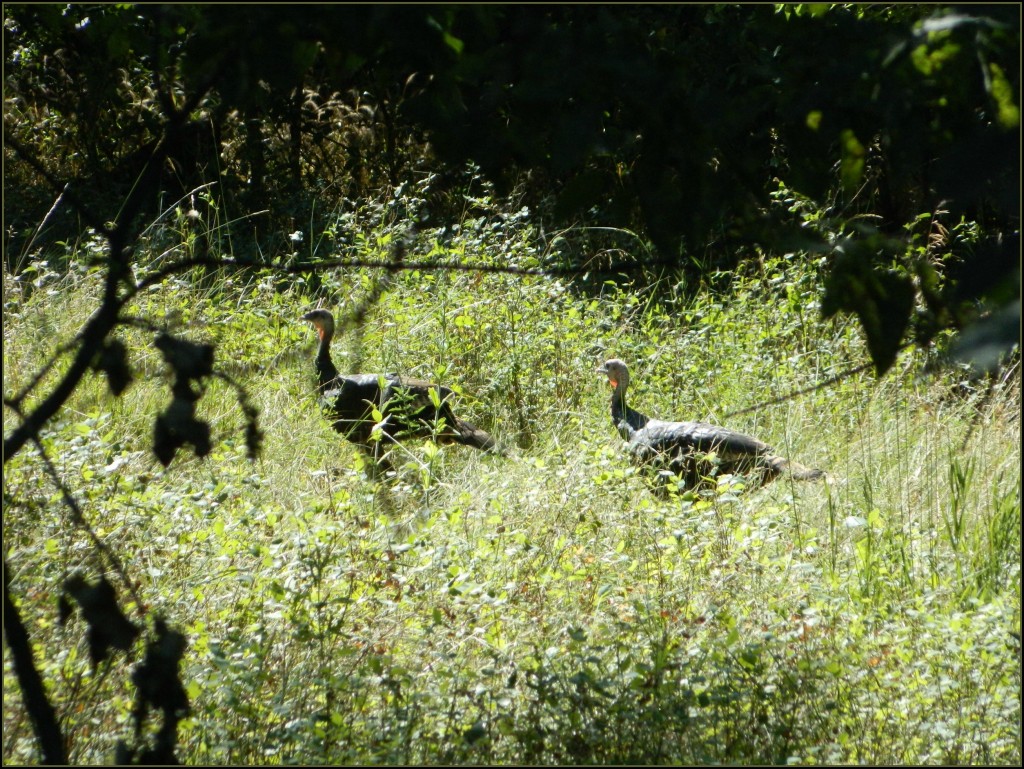 Merriam Turkey Merriam Turkey