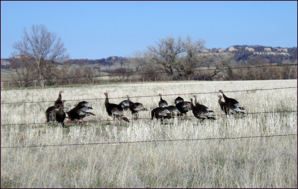 Merriam Turkey in Whitney Nebraska