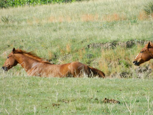 Spring round-up on Ash Creek Ranch Spring horse round-up on Ash Creek Ranch
