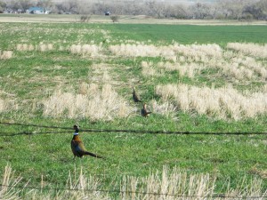 Ring Neck Pheasant rooster & hens Ring Neck Pheasant rooster & hens