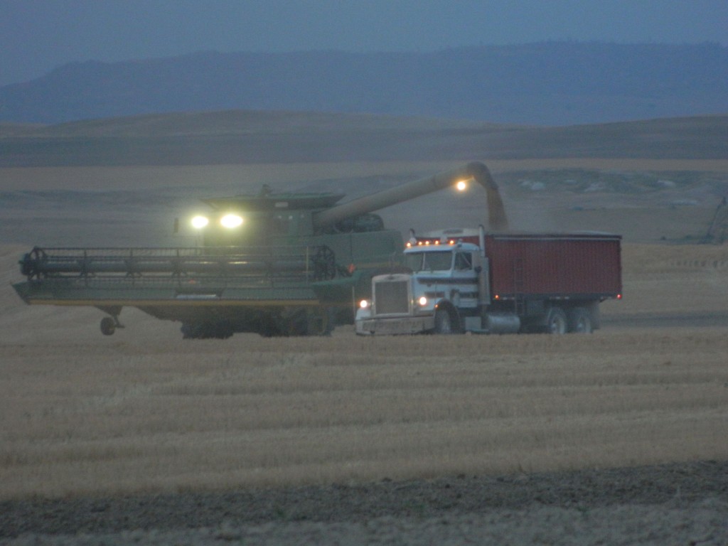Harvesting wheat at night in Western Nebraska