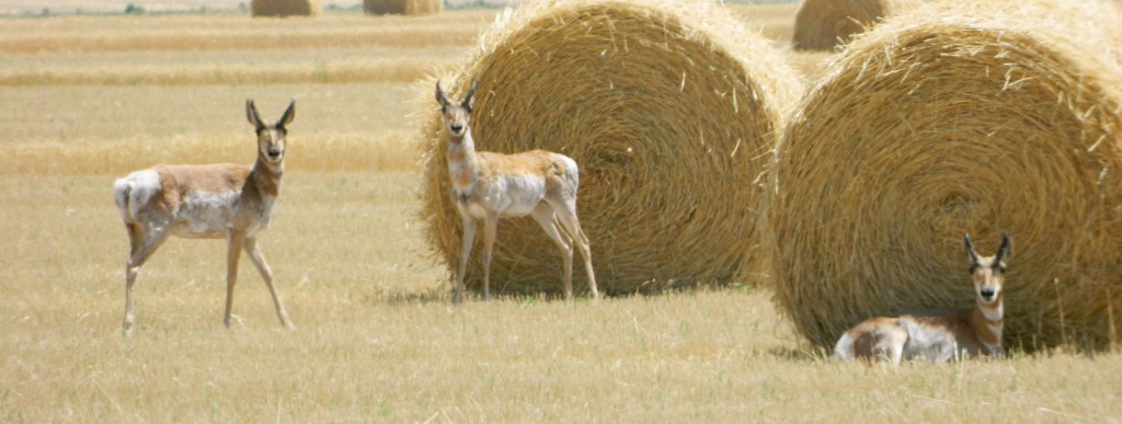 American pronghorn take a break from the hot sun in Western Nebraska.