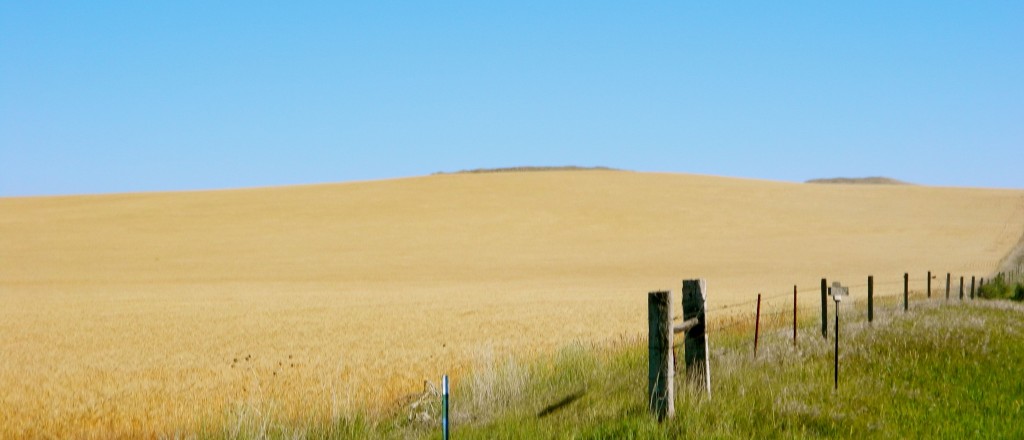 Wheat ripe for harvest in western Nebraska
